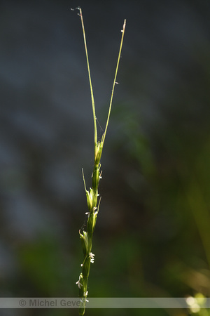 Aegilops cylindrica