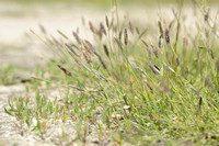 Knolvossenstaart; Bulbous Foxtail; Alopecurus bolbosus