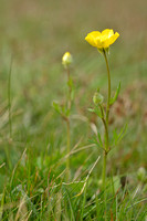 Knolboterbloem; Bulbous Buttercup; Ranunculus bolbosus