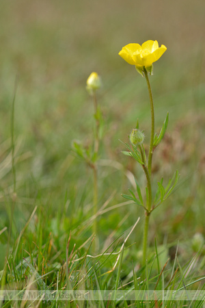 Knolboterbloem; Bulbous Buttercup; Ranunculus bolbosus