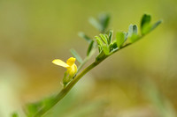 Hippocrepis biflora