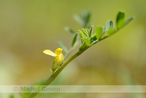 Hippocrepis biflora