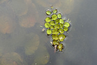 Grote vlotvaren; Kariba weed; Salvinia molesta