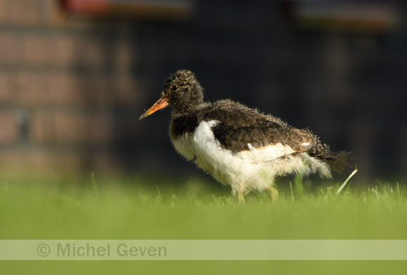 Scholekster; European Oystercatcher; Haematopus ostralegus