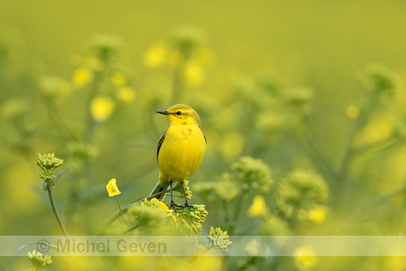 Engelse Kwikstaart; Yellow-crowned Wagtail; Motacilla flava flav