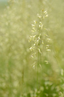 Goudhaver; Yellow oat-grass; Trisetum flavescens