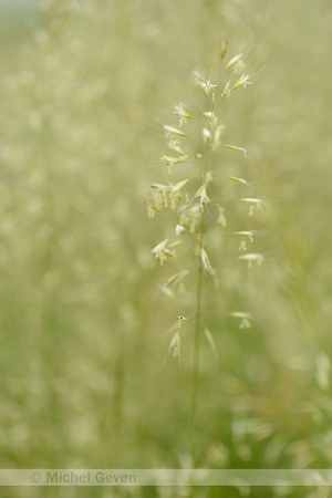 Goudhaver; Yellow oat-grass; Trisetum flavescens