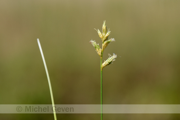Trilgraszegge; Quaking grass-sedge; Carex brizoides