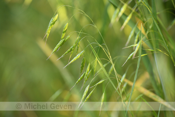 Japanse dravik;Thunberg's Brome;Bromus japonicus