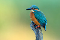 IJsvogel; Common Kingfisher; Alcedo atthis;