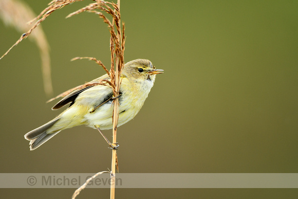 Tjiftjaf; Common Chiffchaff; Phylloscopus collybita