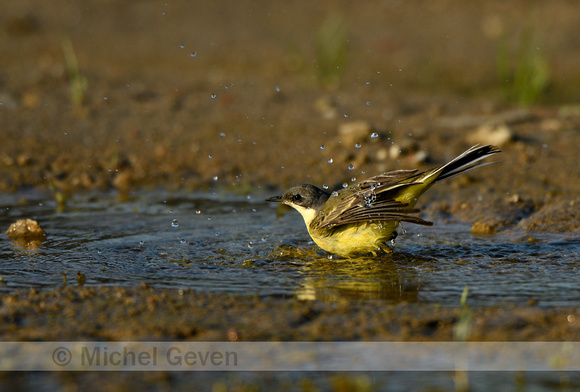 Noordse Kwikstaart; Grey-headed Wagtail; Motacilla flava thunber