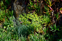 Korenwolfsmelk - Corn Spurge - Euphorbia segetails