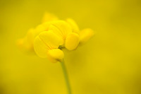 Gewone Rolklaver; Common birdÕs-Foot-trefoil; Lotus corniculatus