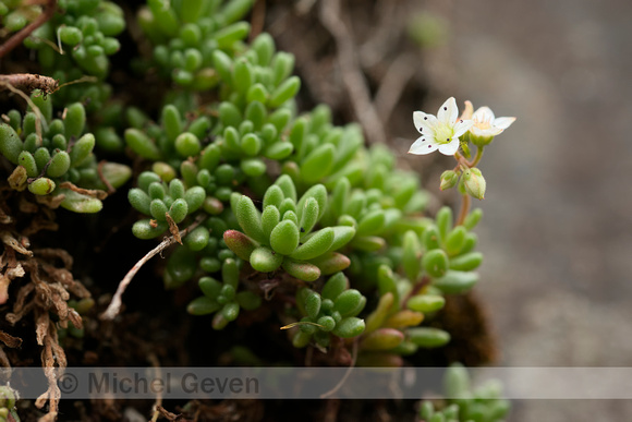 Sedum hirsutum