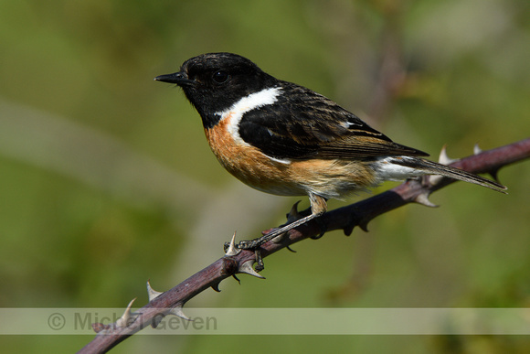 Roodborsttapuit; Stonechat; Saxicola rubicola