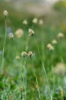 Boreal alopecurus