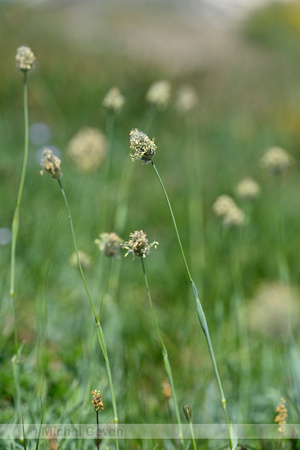 Boreal alopecurus