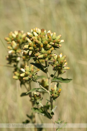 Donderkruid; PloughmanÕs spikenard; Inula conyzae