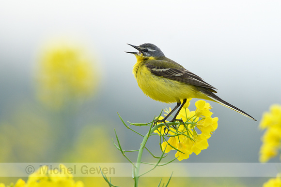 Gele kwikstaart; Western Yellow Wagtail; Motacilla flava