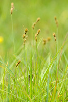 Hazenzegge; Oval Sedge; Carex ovalis