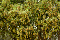 Steeneik; Holm Oak; Quercus ilex