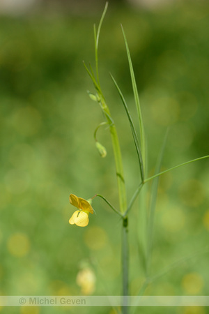 Fodder Pea; Lathyrus annuus