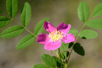 Alpenroos; Alpine Rose; Rosa pendulina;