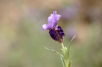 Kuiflavendel; French Lavender; Lavandula stoechas