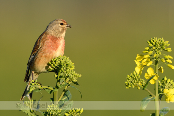 Kneu; Common linnet; Linaria cannabina