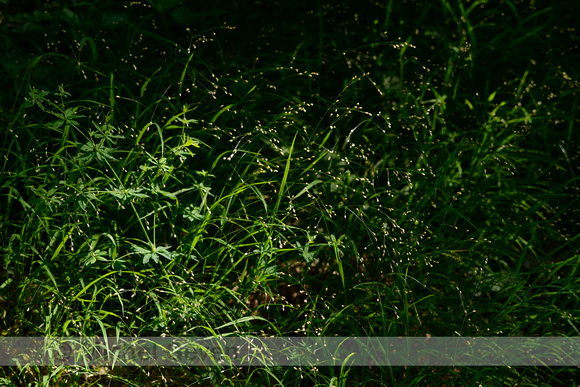 Eenbloemig parelgras; Wood melick; Melica uniflora