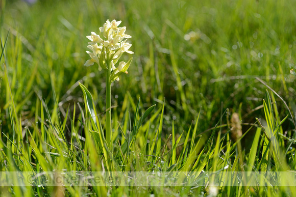 Vlierorchis; Elder-flowered Orchid; Dactylorhiza sambucina