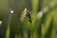 Veenzegge; DavallÕs Sedge; Carex davalliana