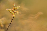 Wilde gagel; Bog Myrtle; Myrica gale