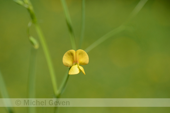 Fodder Pea; Lathyrus annuus