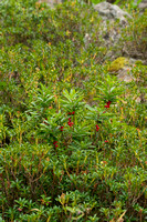 Rood peperboompje; Mezereon; Daphne mezereum
