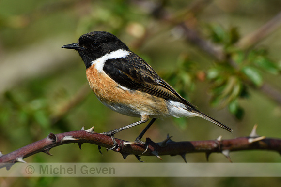 Roodborsttapuit; Stonechat; Saxicola rubicola