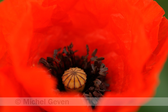 Common Poppy; Gewone Klaproos; Papaver rhoeas