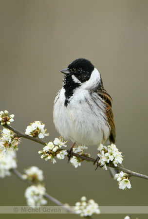 Rietgorst; Reed Bunting; Emberiza schoeniclus