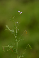 Vierzadige wikke; Vicia tetrasperma; subsp. Tetrasperma