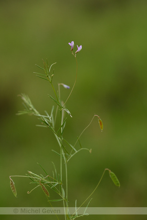 Vierzadige wikke; Vicia tetrasperma; subsp. Tetrasperma