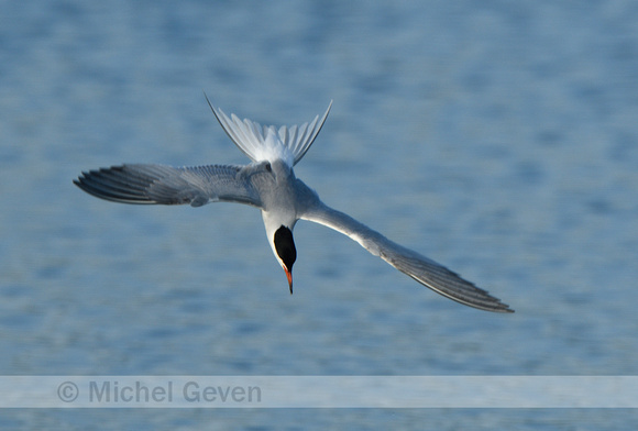 Visdief; Common Tern; Sterna hirundo