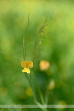 Fodder Pea; Lathyrus annuus