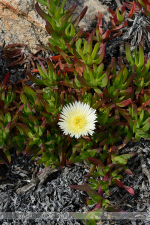 Hottentotvijg - Middagbloem; Hottentot-fig; Carpobrotus edulis