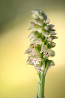 Nonnetjes orchis; Dense-flowered Orchid; Neotinea maculata