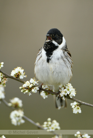 Rietgorst; Reed Bunting; Emberiza schoeniclus