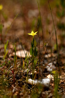 Yellow Centaury; Centaurium maritimum