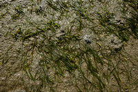 Klein zeegras - Dwarf Eelgrass - Zostera noltii