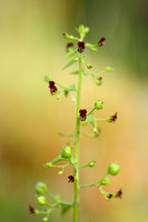 Nettle-leaved Figwort; Scrophularia peregrina