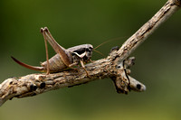 Mediterrane bramensprinkhaan - Pholidoptera femorata